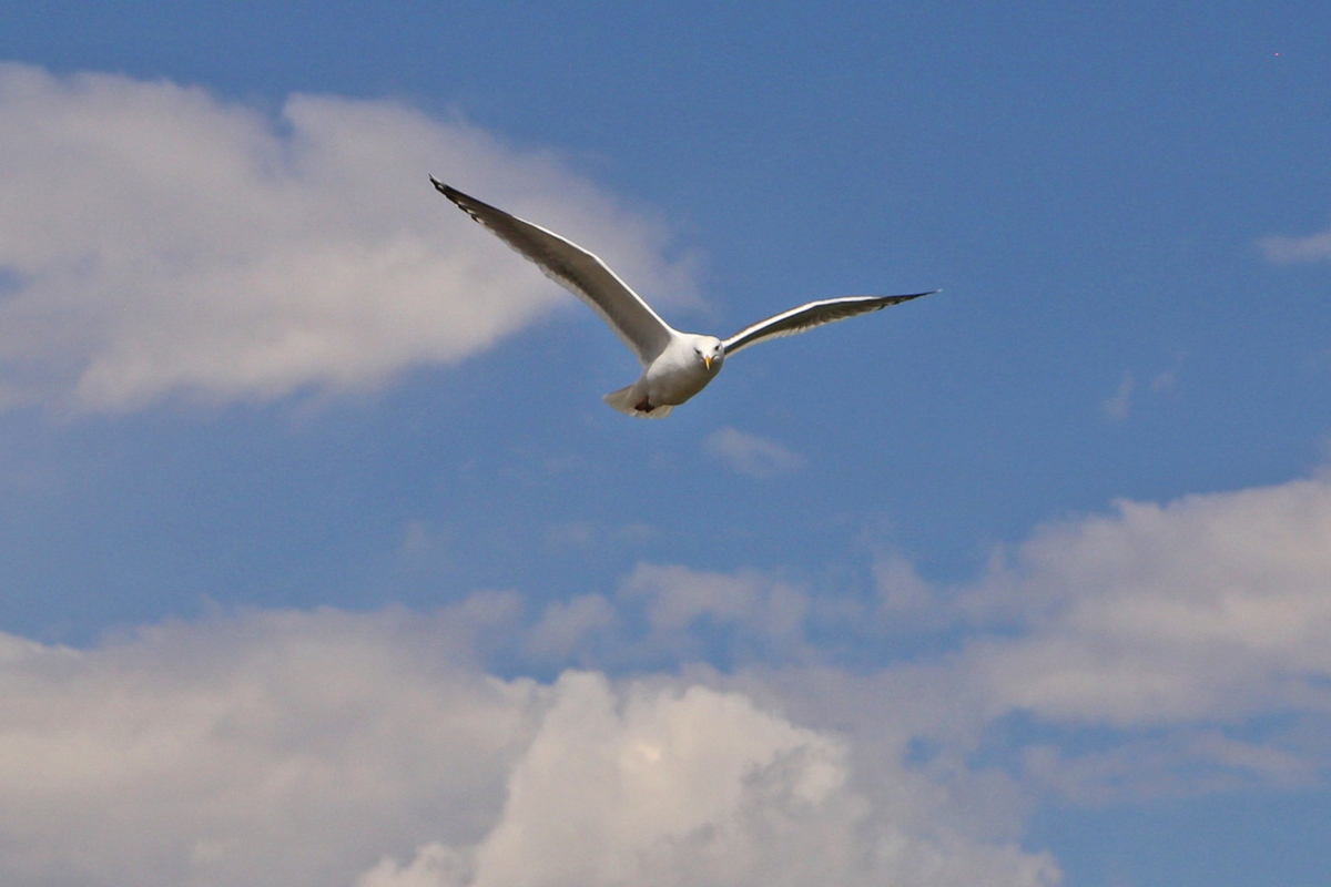 I gabbiani trasportano microplastiche nello stomaco e avvelenano i pesci.